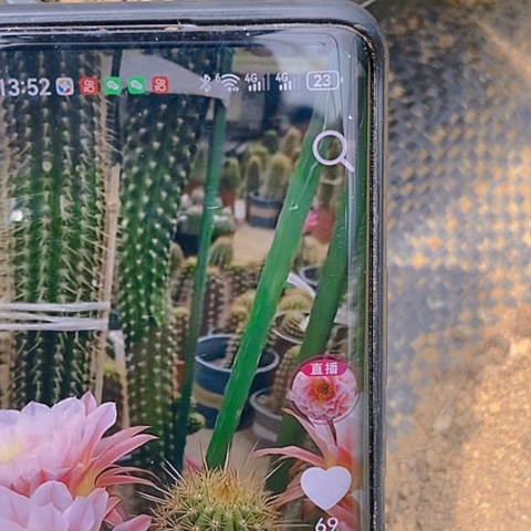 仙人掌毛花柱曙光15cm左右