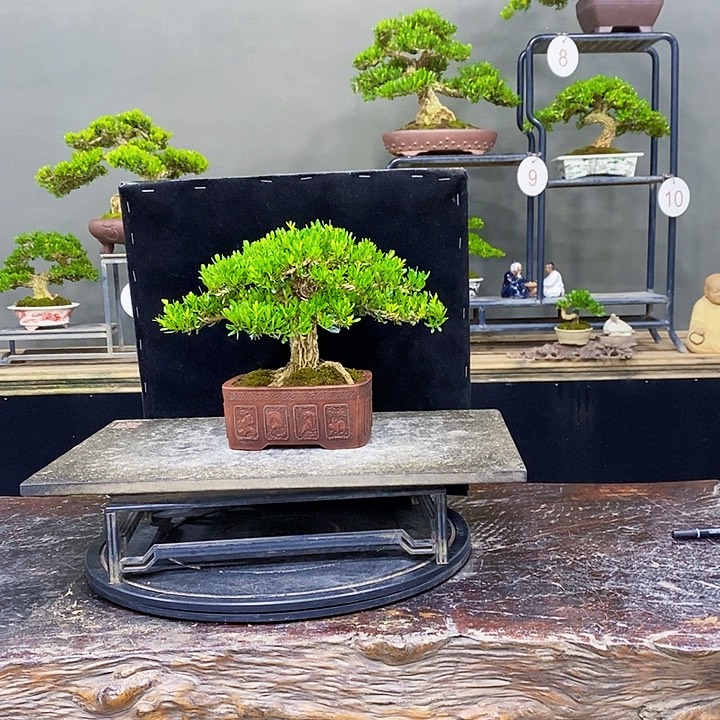 无花朵黄杨盆景四季常青不落叶