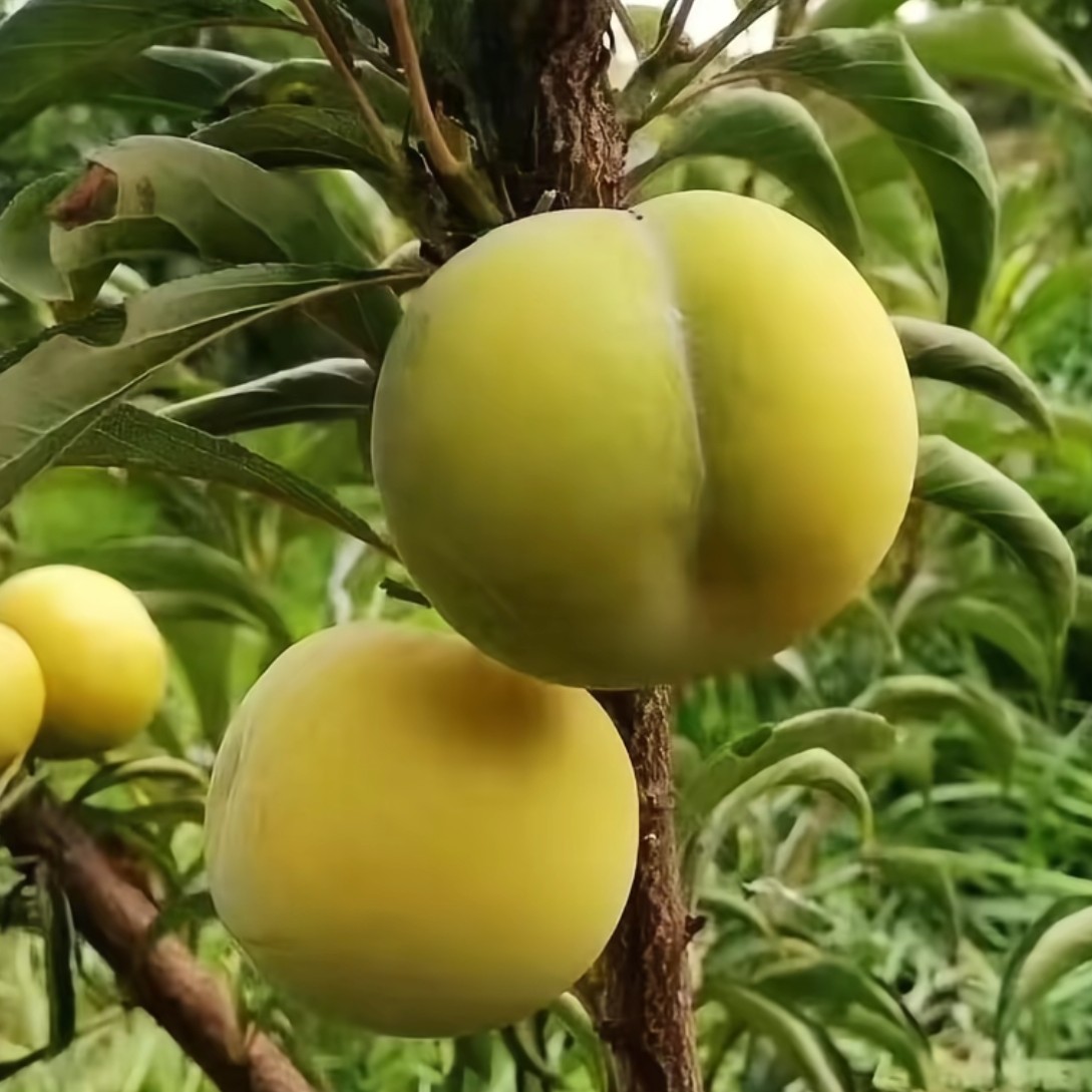 蜂糖李苗 自家苗圃 现挖现发 苗子健壮根系好 保湿发货成活率高