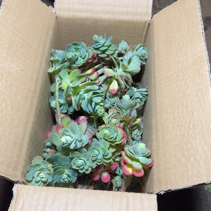 涵***1地栽薄化妆断枝装箱（不售后）