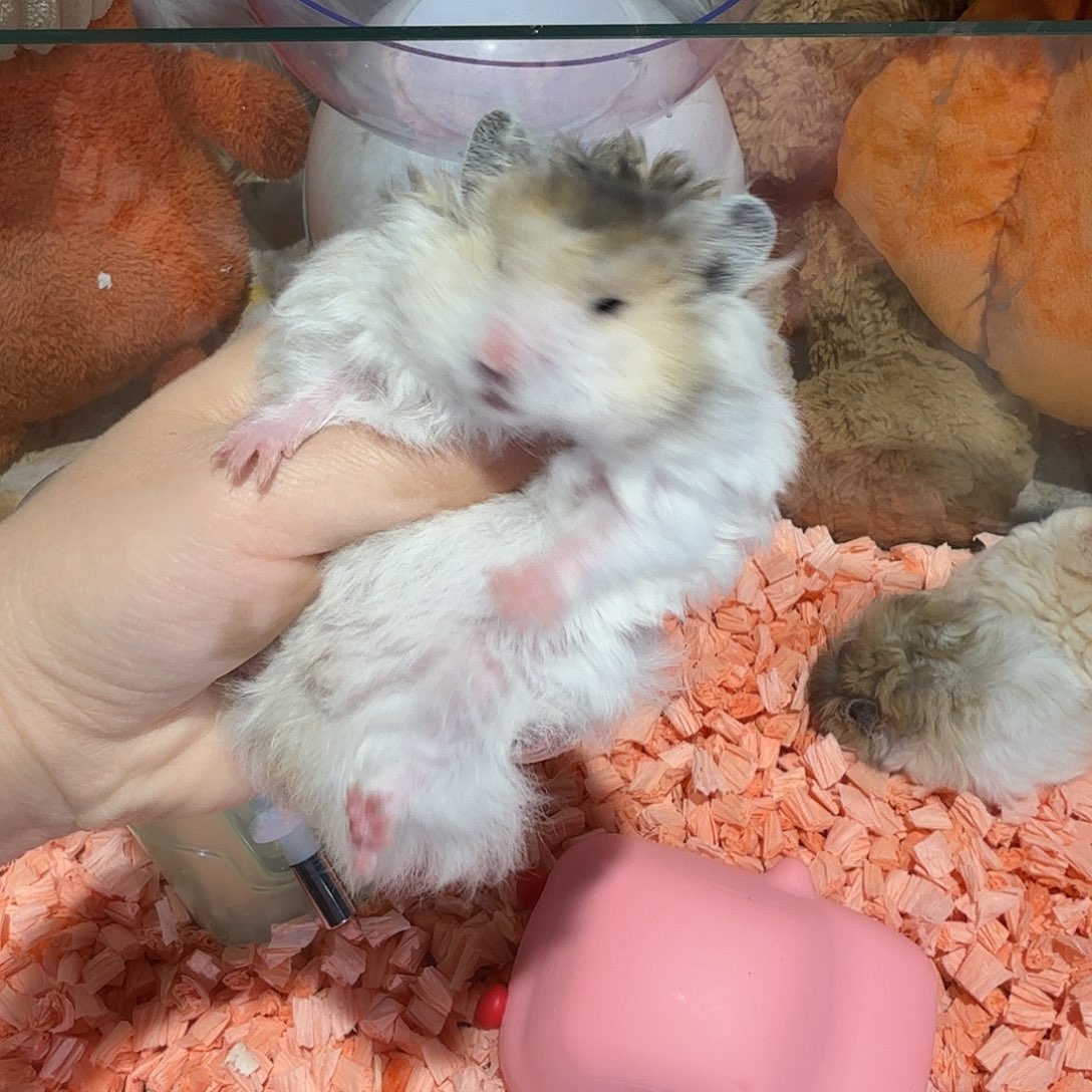 火波卷妹妹金丝熊