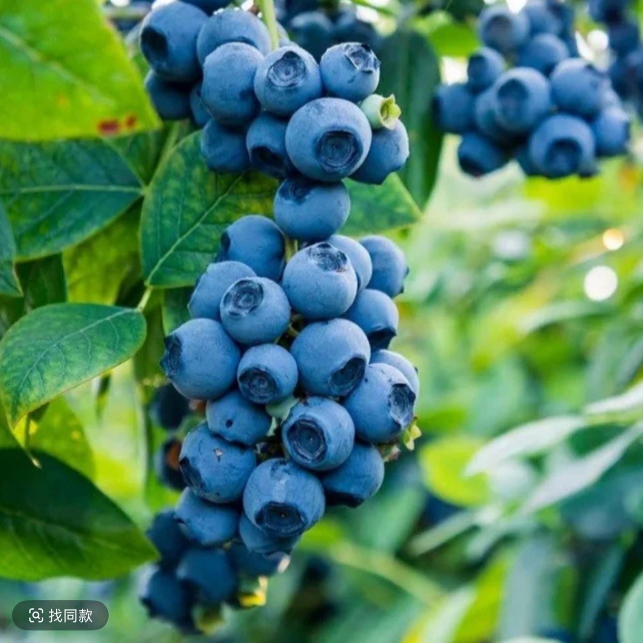 【90cm-1.1米大盆带果】发货蓝莓果树苗南北方种植盆栽地栽阳台