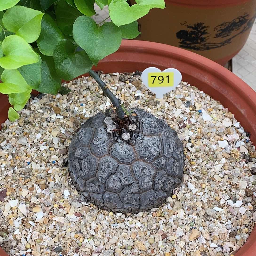 南非龟甲龙龟甲龙