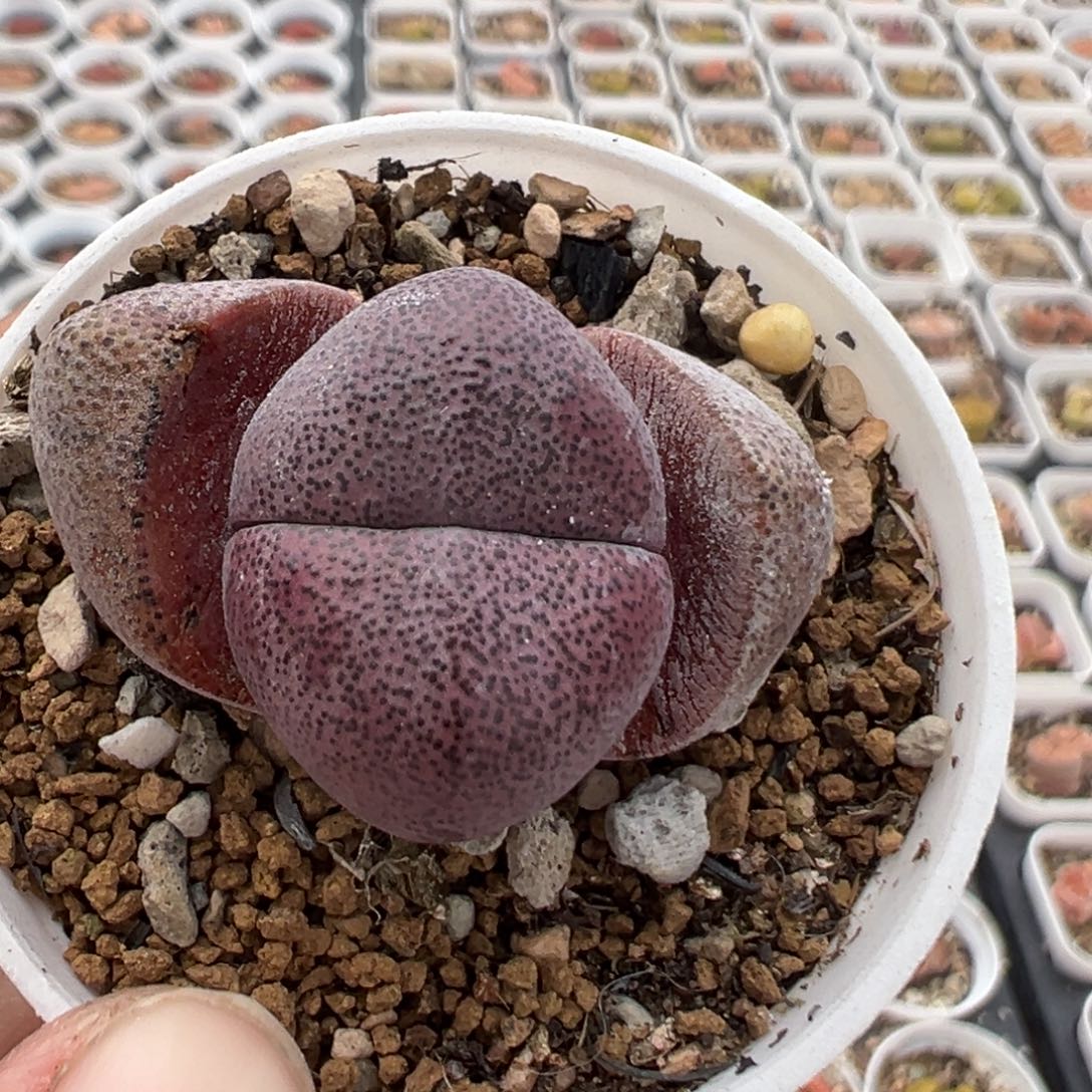 201多肉植物百科知识
