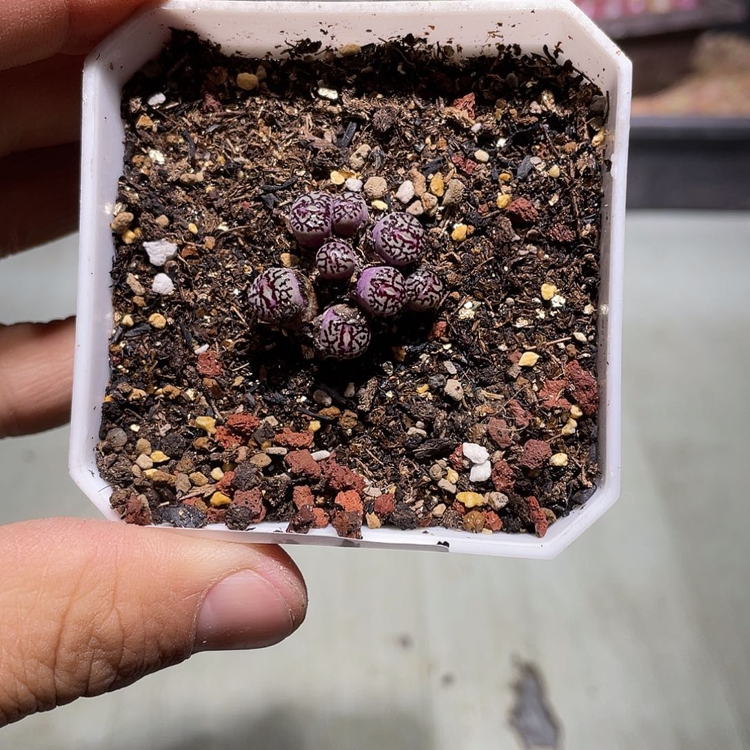 妞***699当天凑满十八元包邮生石花