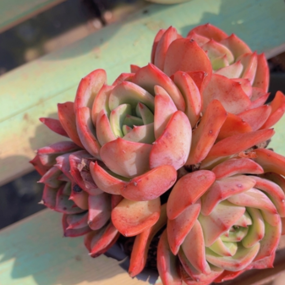 【闪购商品】香妃05156