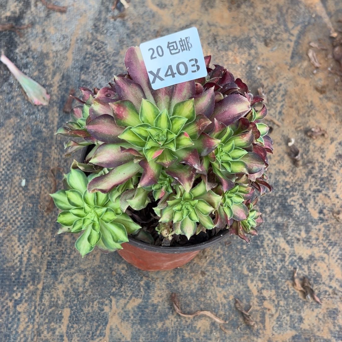 红***瑚403韶华，，满20包邮