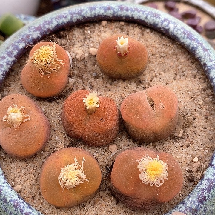 25514样本桃子一颗