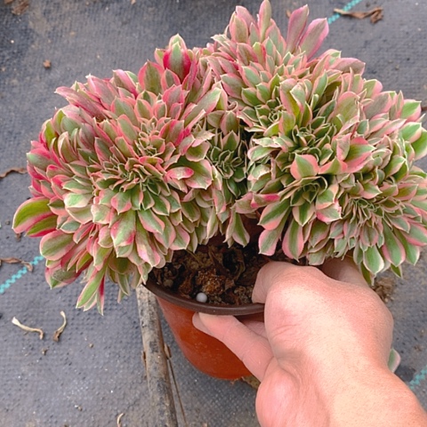 593粉女巫缀化多肉植物