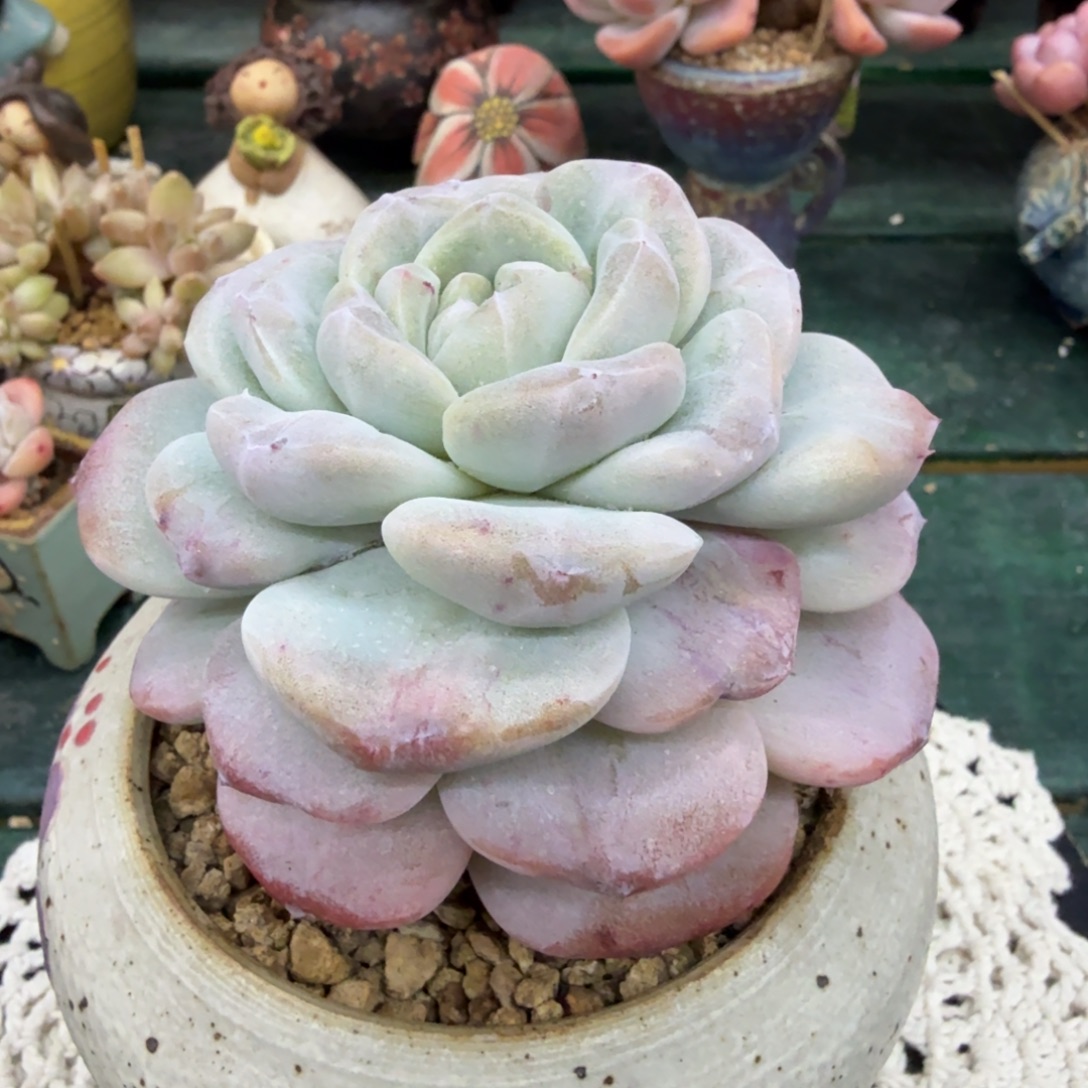 冰玉石化一物一拍拍下不退不换