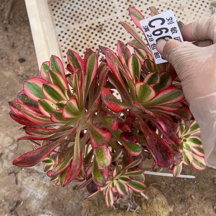 无根多肉植物法师6675