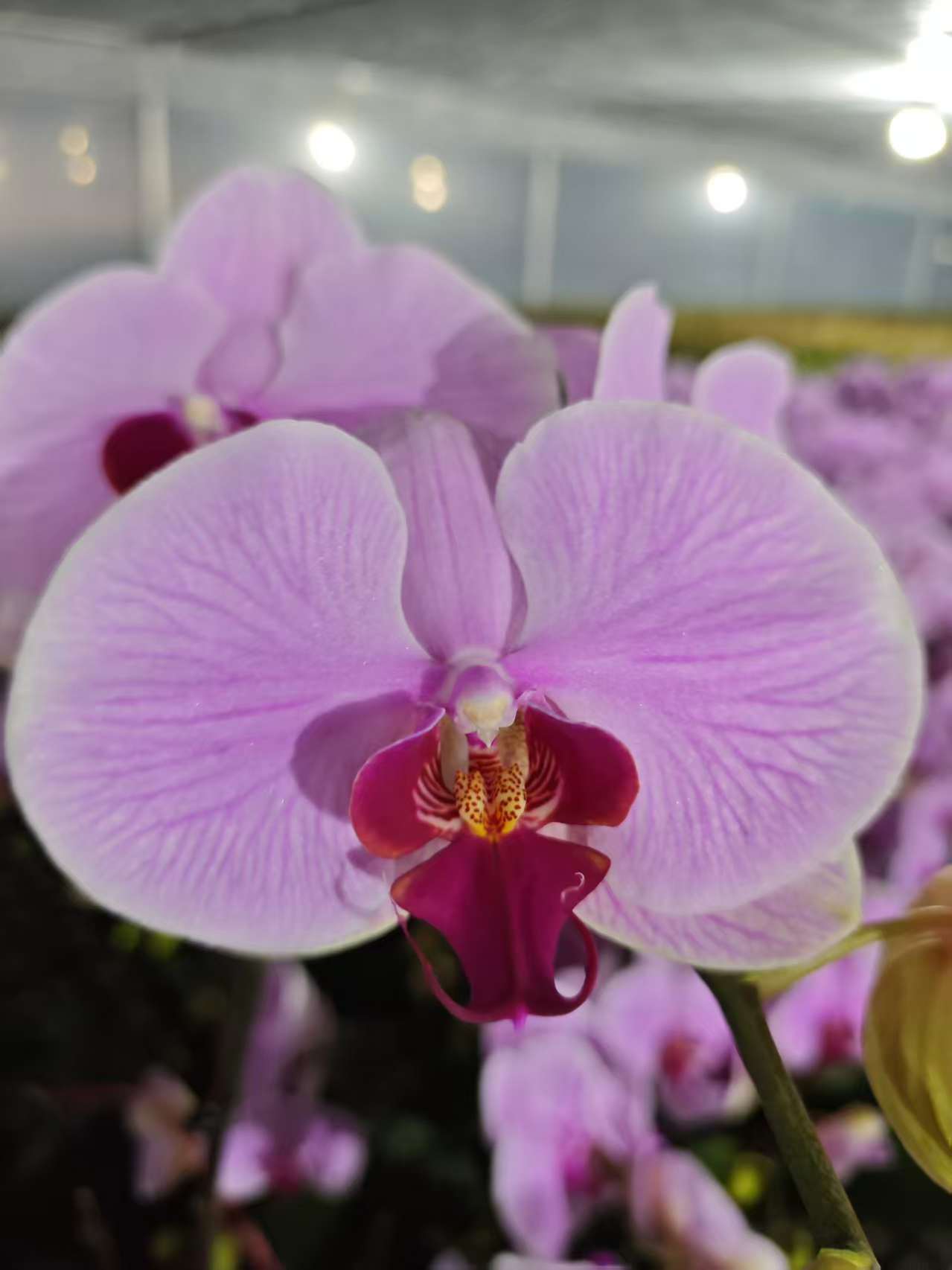 高品质粉色蝴蝶兰【蒙娜丽莎】带花剑带花苞四季开花室内好养盆栽