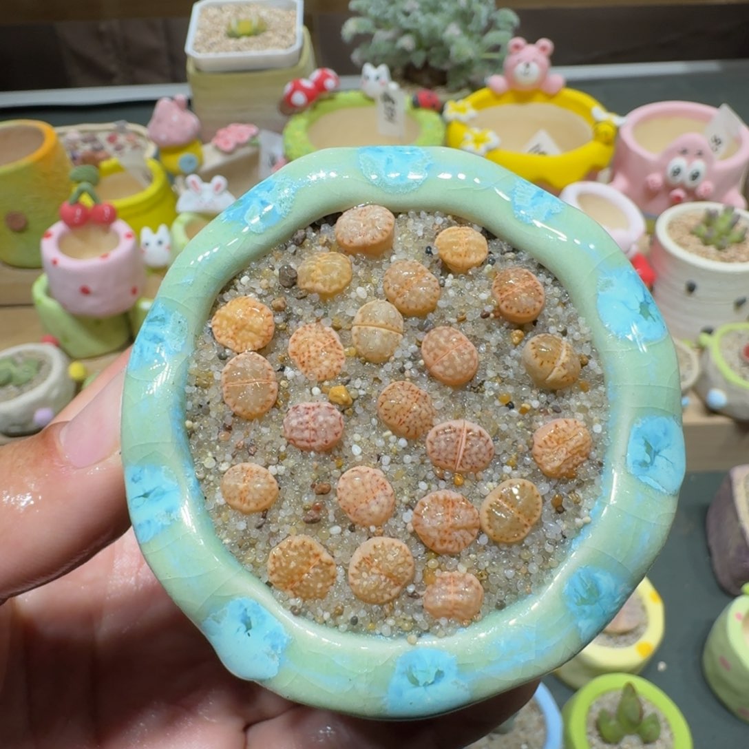 红陶蘑菇206饼干