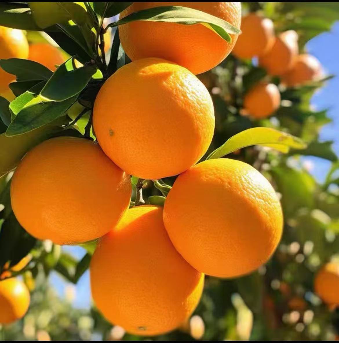 【现摘现发】正宗赣南脐橙新鲜采摘香甜橙子不泡药不打蜡5斤装