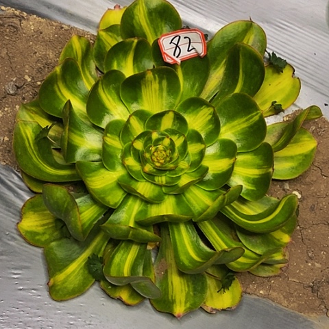 暴君法师法师82链接