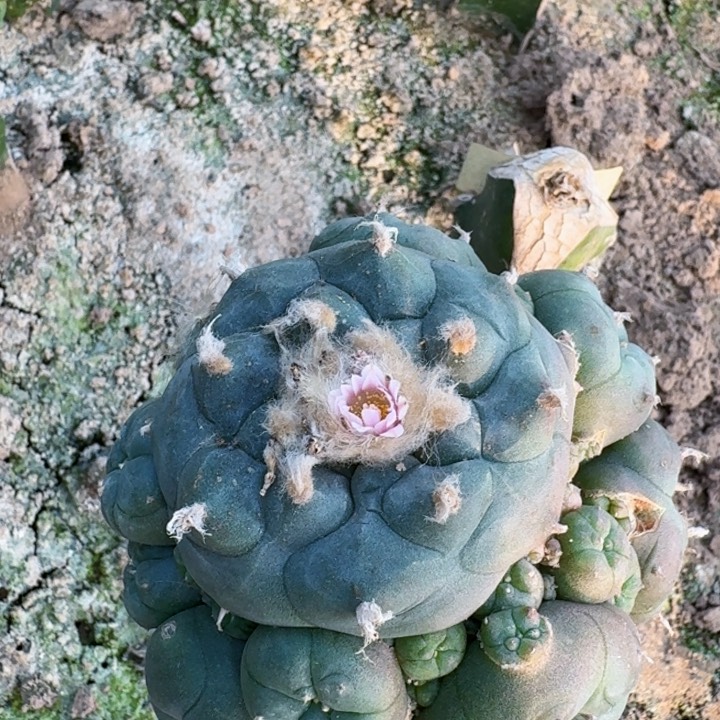 247福利乌群仙人球