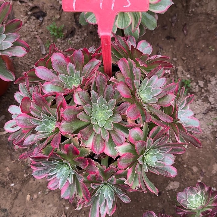 桃*4-145浣纱多肉法师