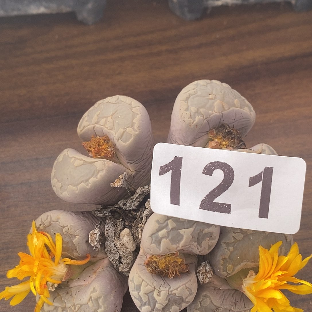 五头大津汇带小疤121