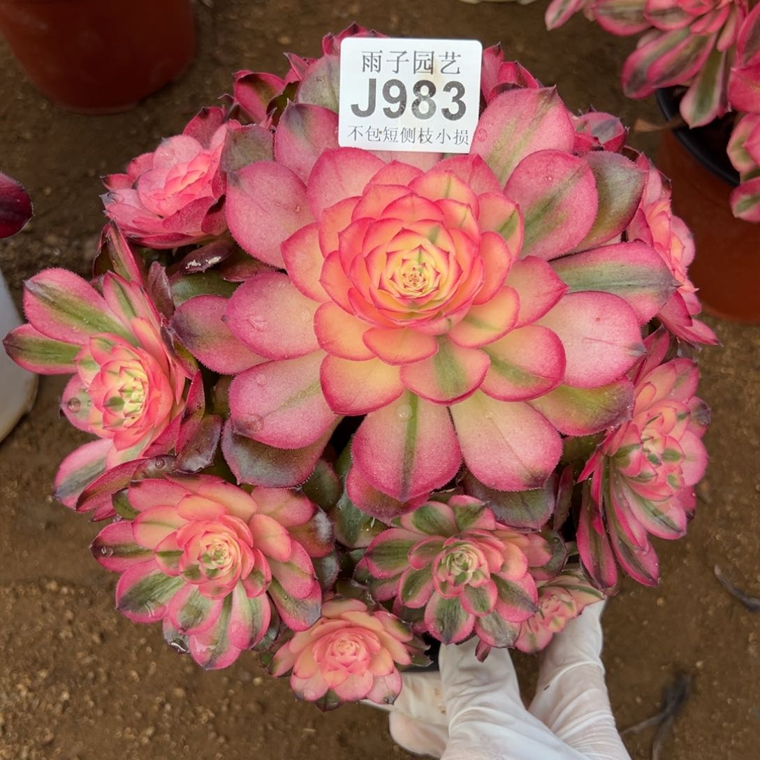 983荔枝尺寸20左右