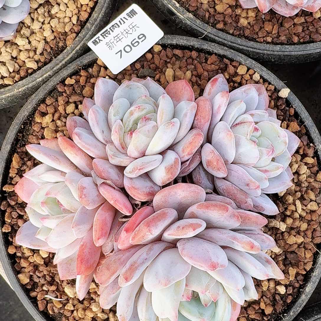 多肉植物橙梦露群7069