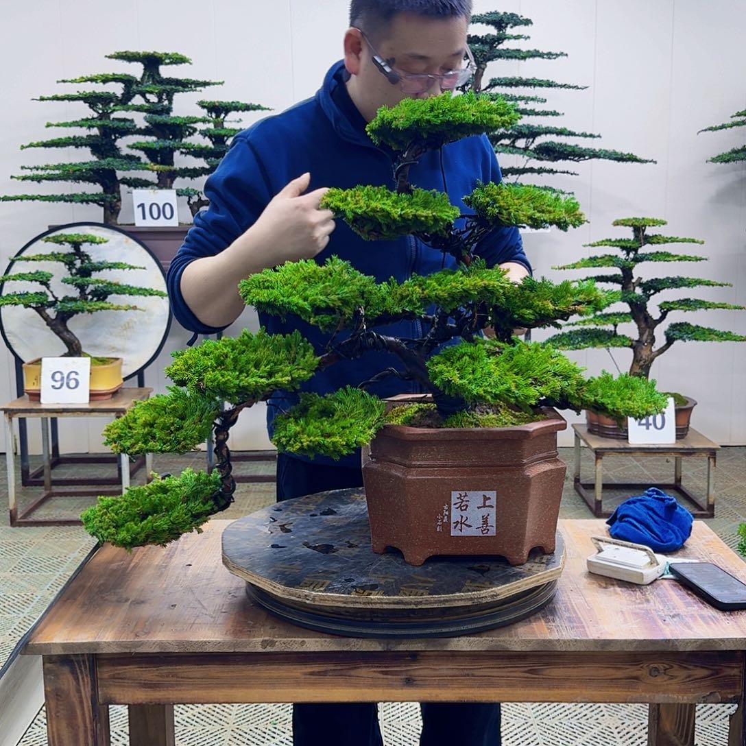 无花朵柏树造型盆景