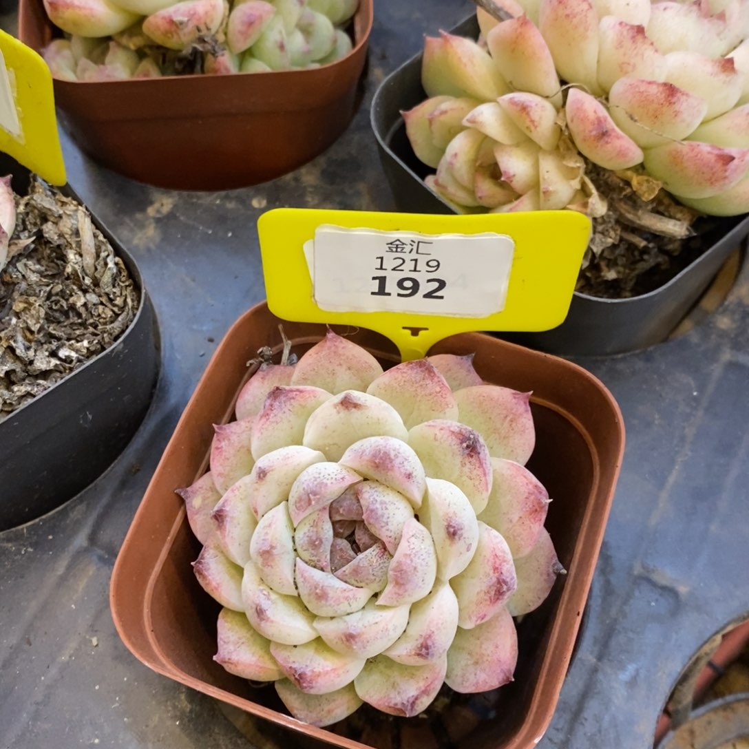 福利多多。1219192