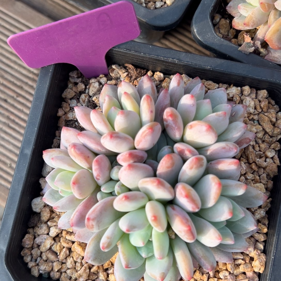 卡尔顿1111111111111