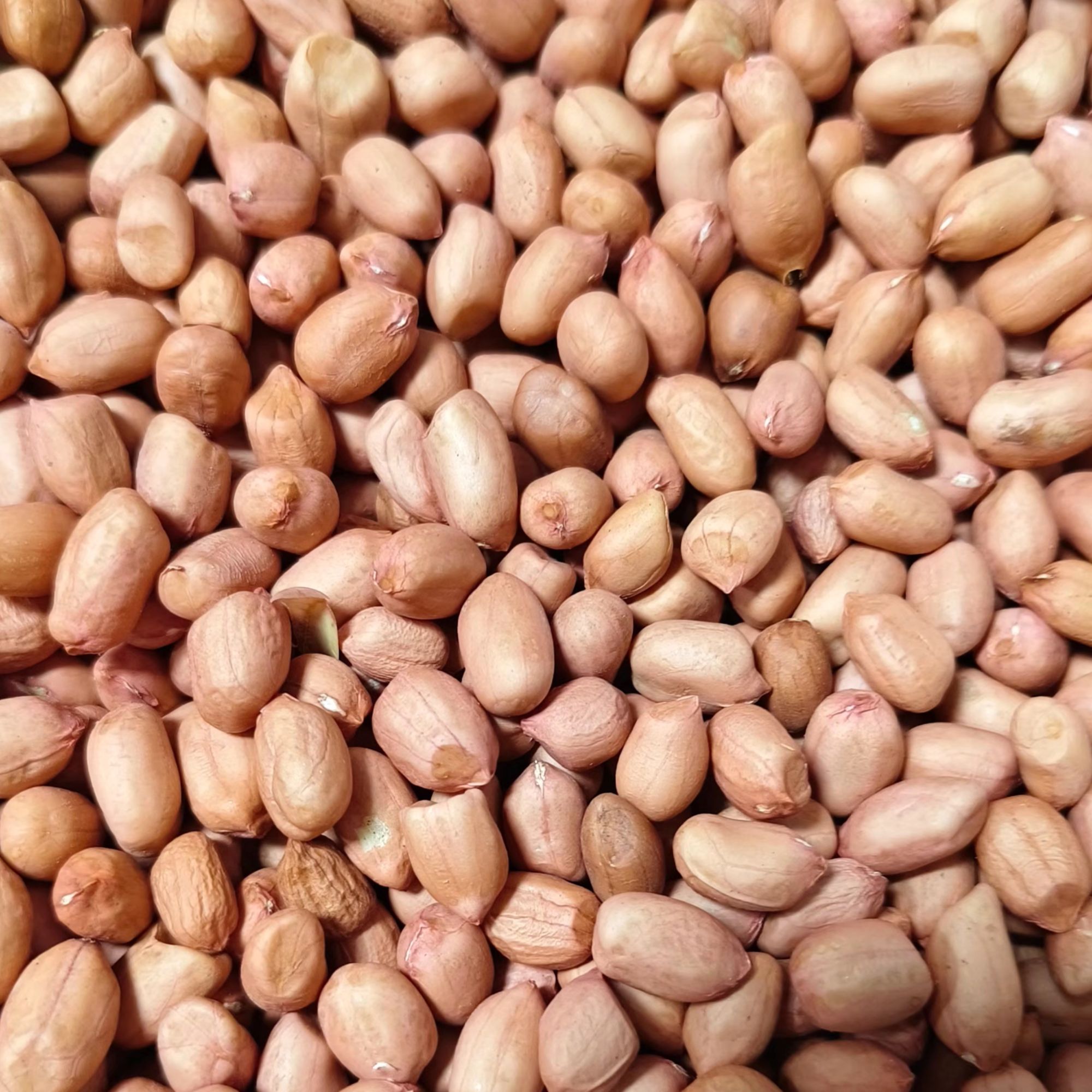 晒干去壳花生米 农户自产