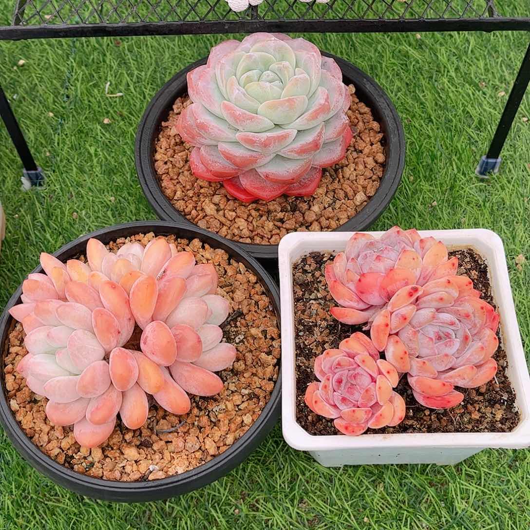 福利组合三颗一组多肉