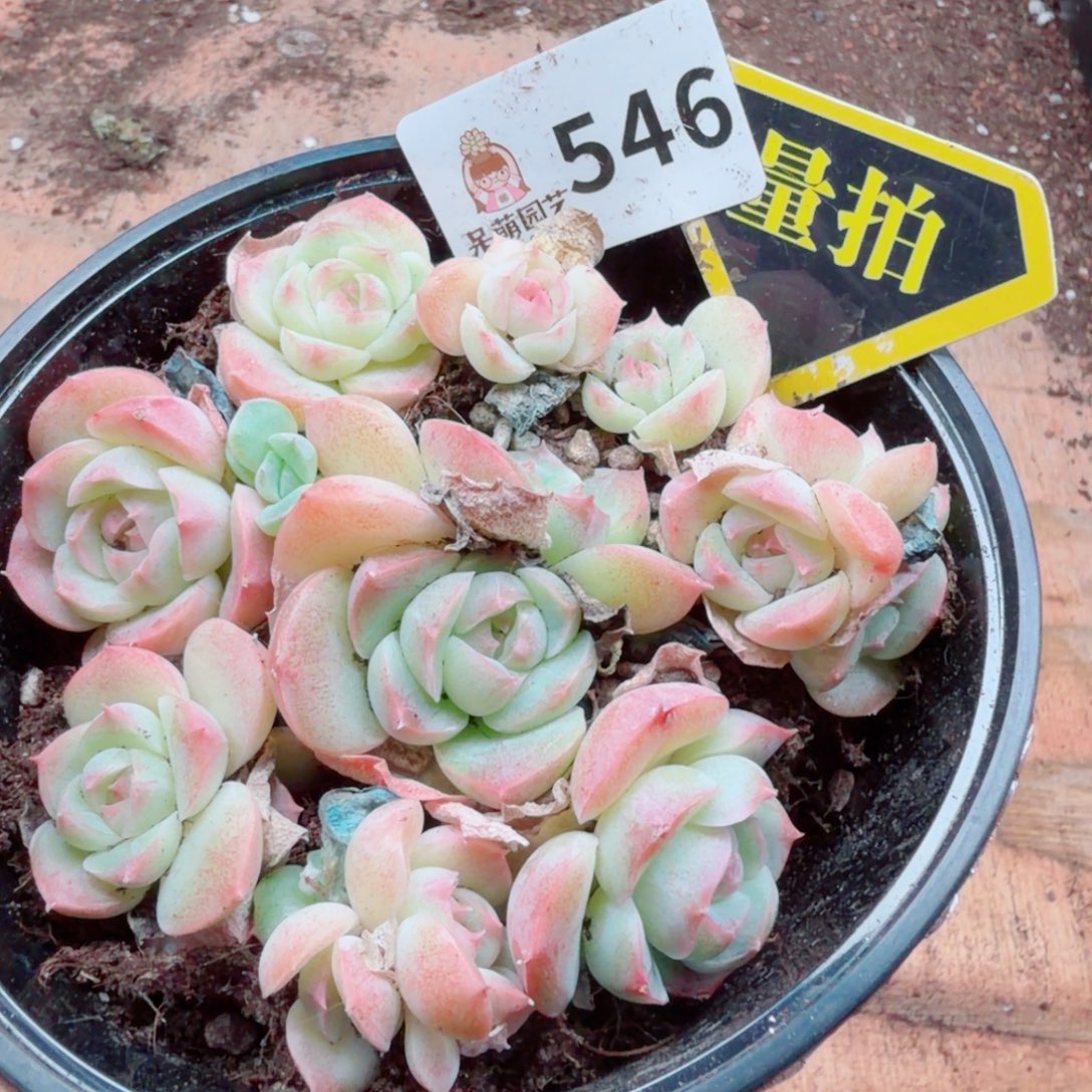 多肉植物多肉植物
