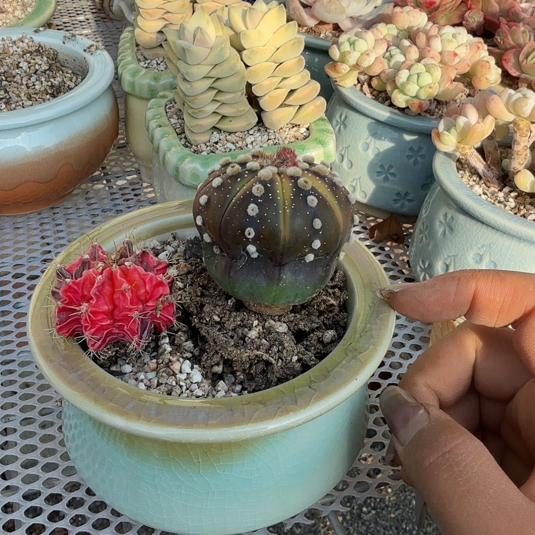 ****嘿星痘多肉植物精品