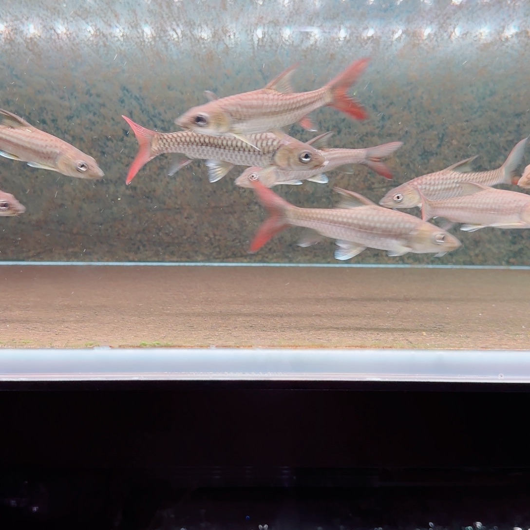 @***商盈江结全品尾巴红一点