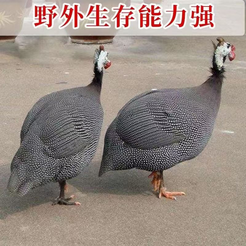 可散养珍珠鸡顺丰包邮到家3.5斤左右一只