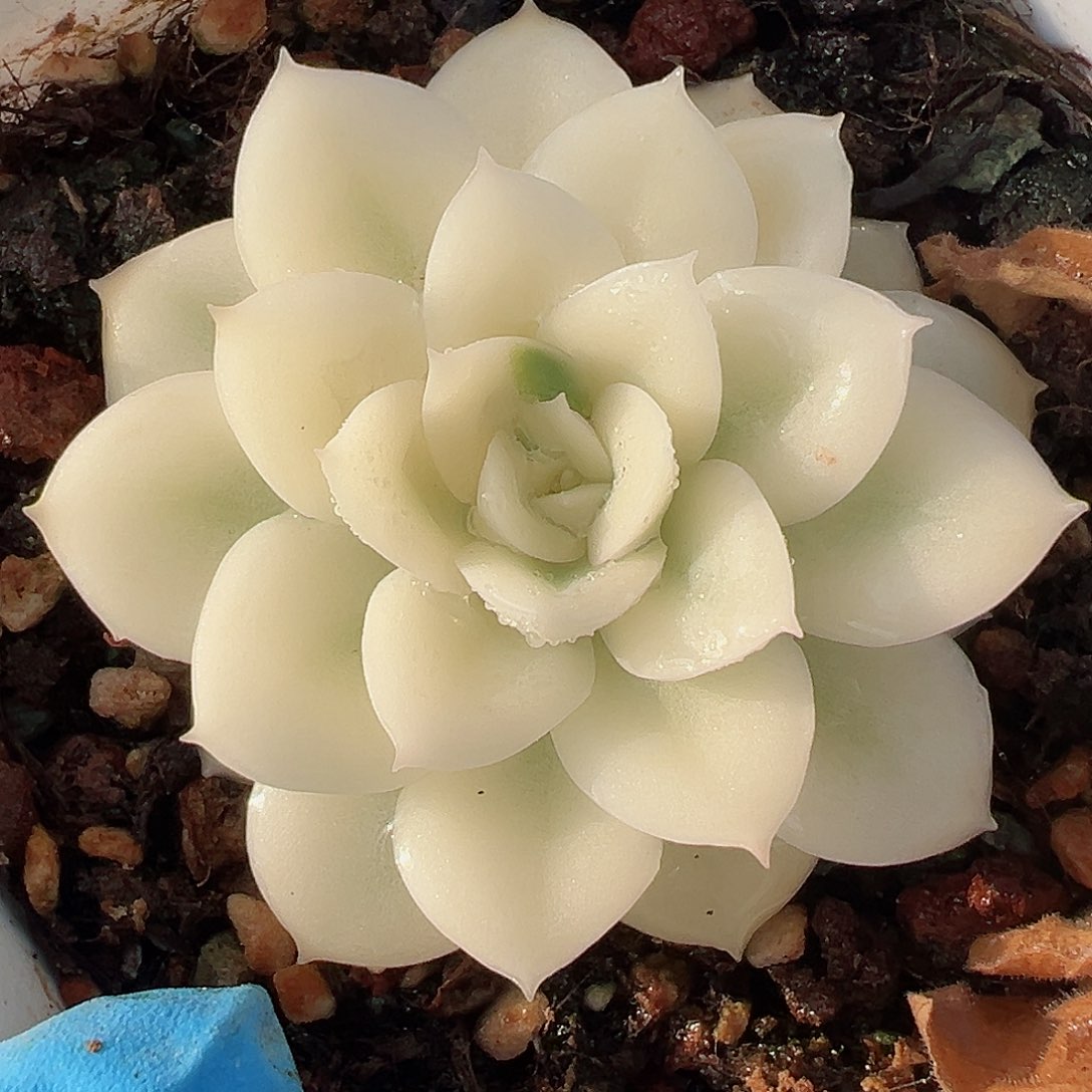 月亮仙子锦，半宽覆轮锦