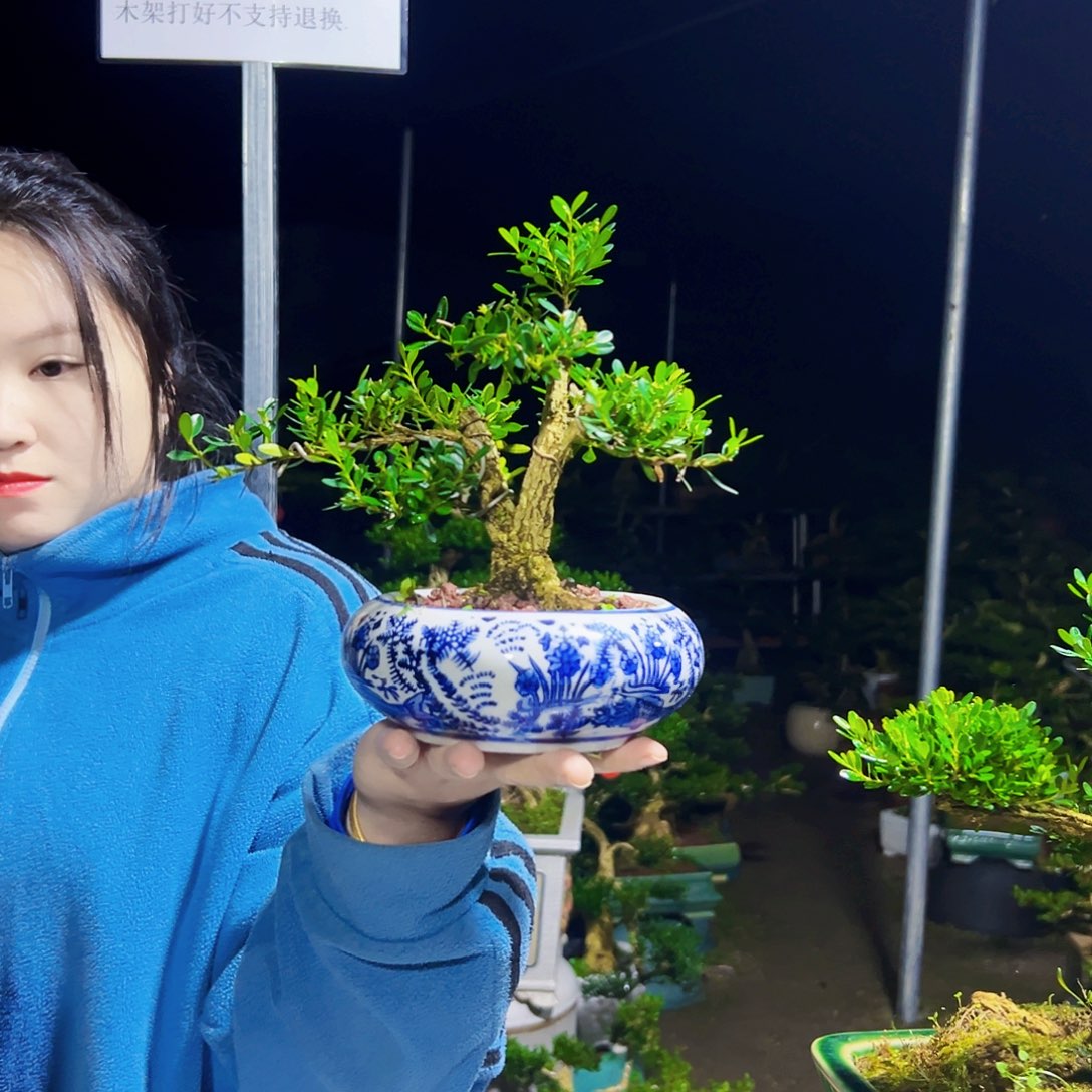 傑***无花朵黄杨木       