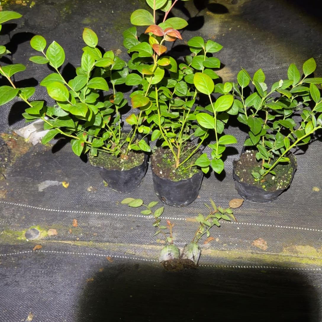 小钵29+11+法新+苔藓32两颗