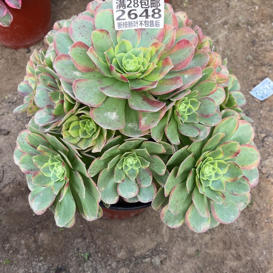 M. 2648奶白多肉，aaeee