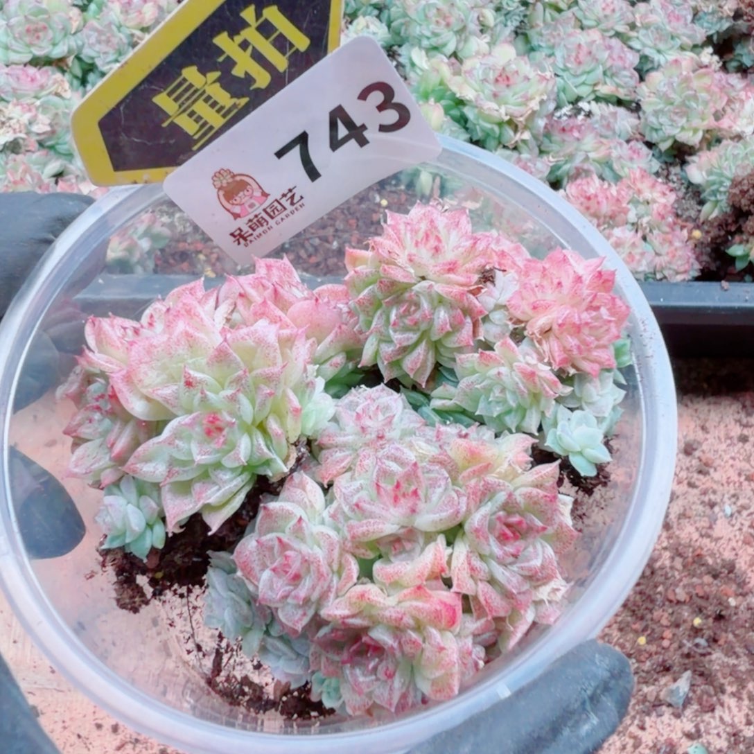 多肉植物多肉植物