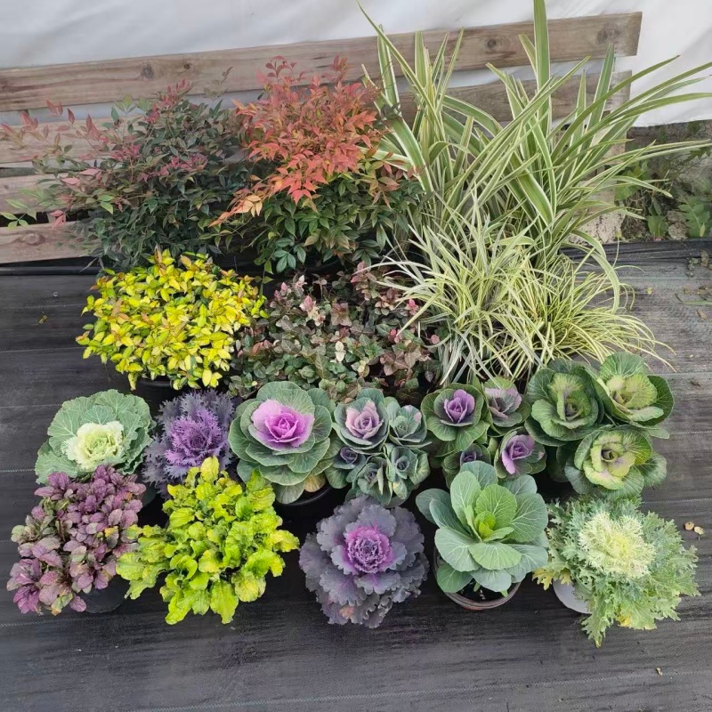 一物一拍直播专属链接  私下下单不发货 留手机后四位数