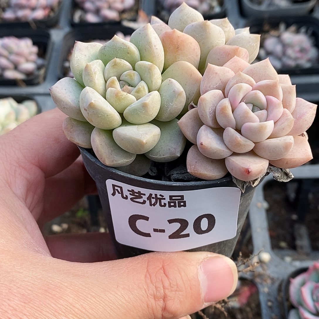 C20一物一拍满9.9包邮