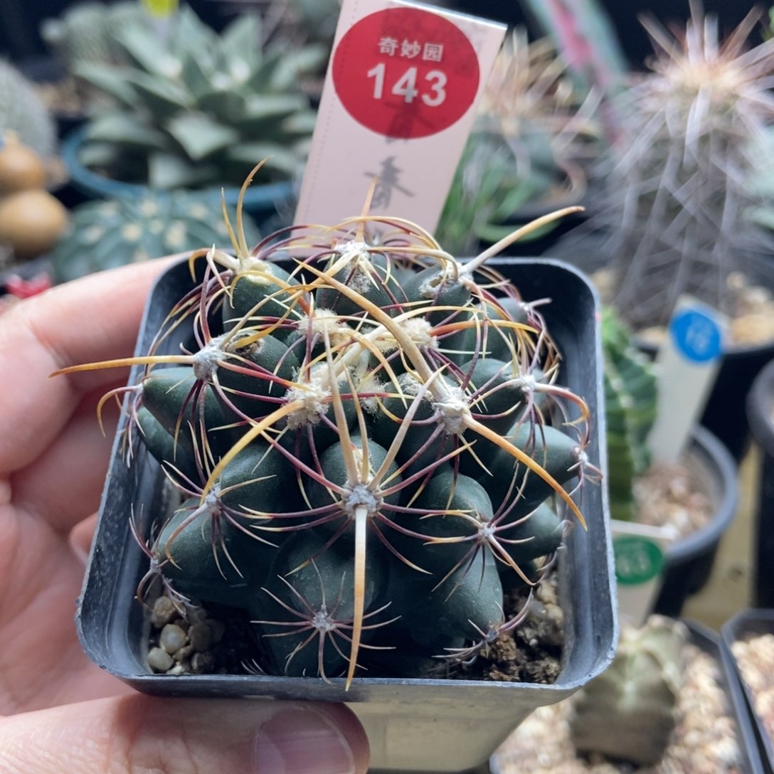 实生五彩大统领6.1cm