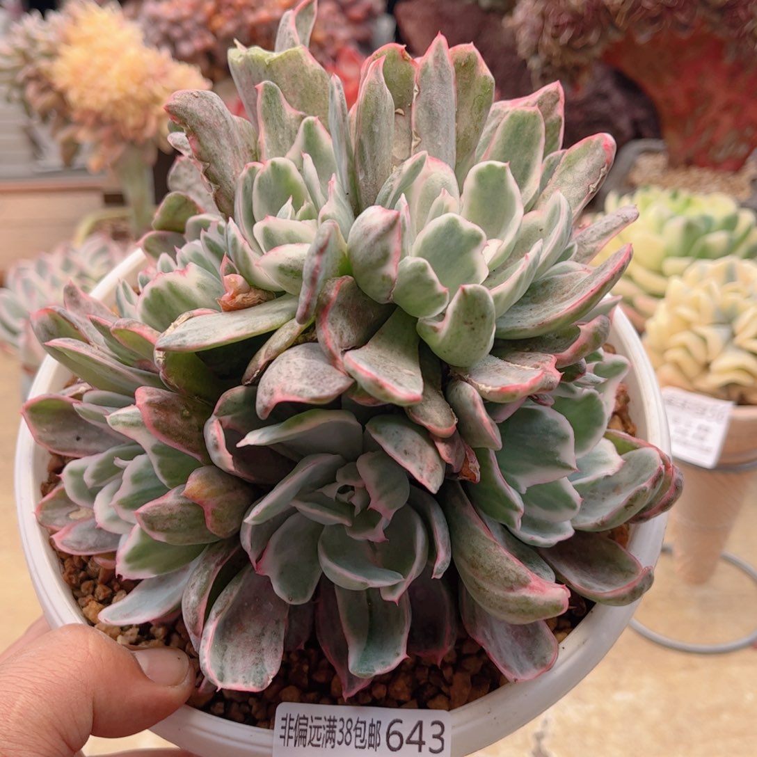 643伯克利锦德华多肉