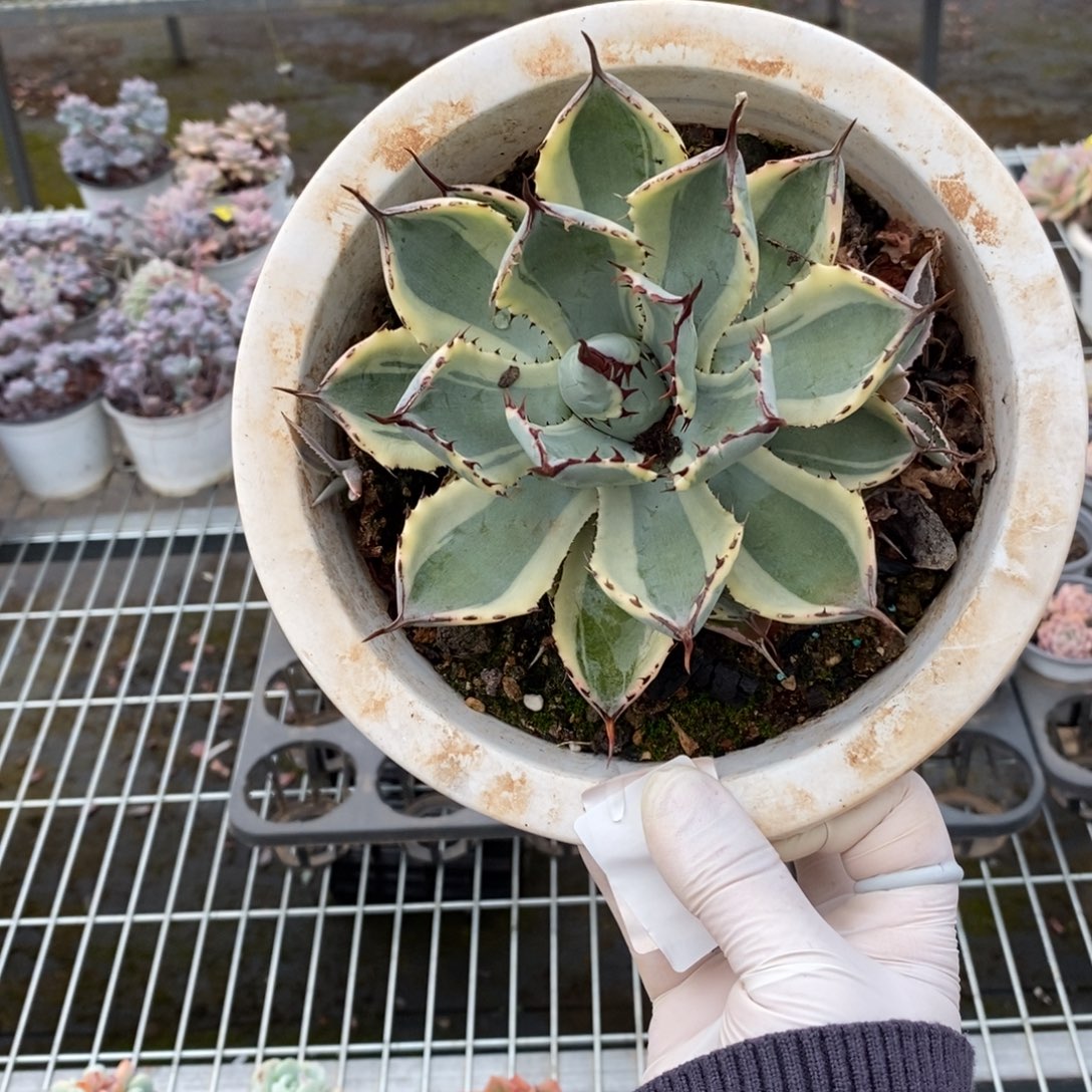 4101龙舌兰一物一拍