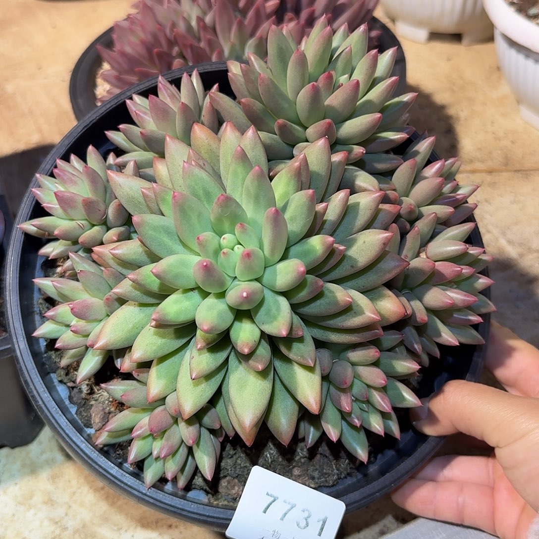 敏***7731号米其朵多肉