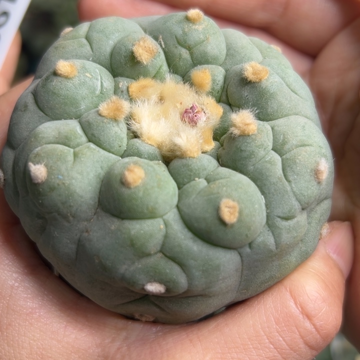 367 无根 仙人球的故事也