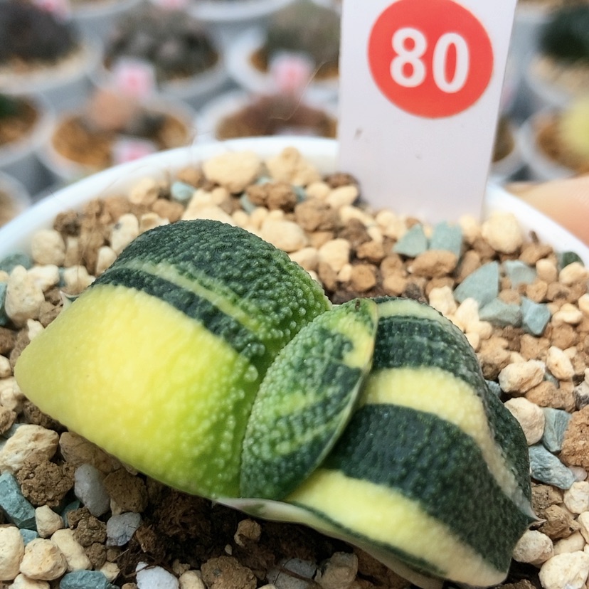 【闪购商品】80卧牛锦