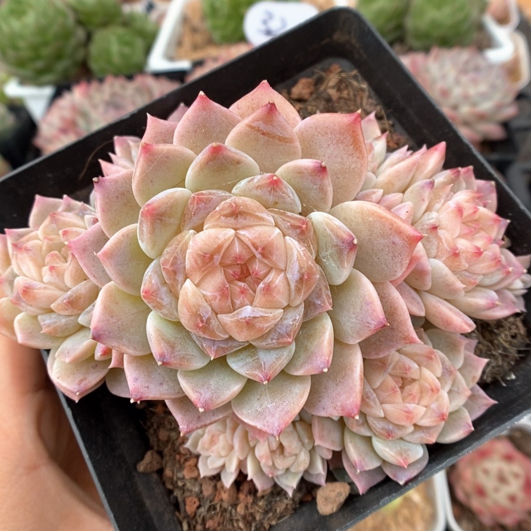 橘心冰魄群生564号。 