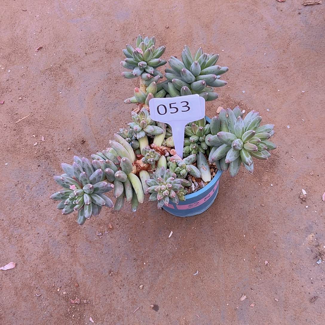 宝*053美人系20不售后