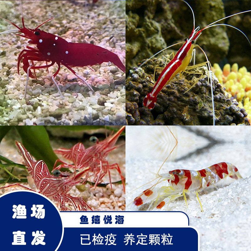 医生虾 火焰虾 机械虾 海水观赏鱼 已检疫开口