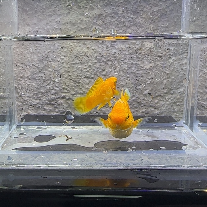 黑玛丽鱼黄金玛丽。8号